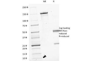 SDS-PAGE Analysis of Purified, BSA-Free VEGF Antibody (clone VEGF/1063). (VEGFA Antikörper)