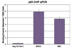 NFκB p65 (pAb) tested by ChIP. (NF-kB p65 Antikörper  (C-Term))