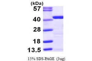 SDS-PAGE (SDS) image for Tropomyosin-2 (TPM2) (AA 1-284) protein (His tag) (ABIN667325) (TPM2 Protein (AA 1-284) (His tag))
