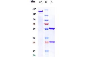 Anti-MUC1 Reference Antibody (clivatuzumab) on SDS-PAGE under reducing (R) condition.