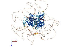 BLM Protein (AA 1-1417) (His tag)