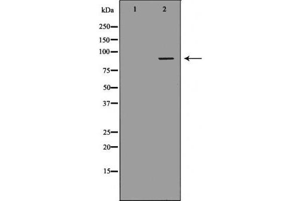 DVL2 Antikörper  (C-Term)