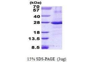 SDS-PAGE (SDS) image for Fc Fragment of IgG, Low Affinity IIa, Receptor (CD32) (FCGR2A) protein (ABIN2129194)