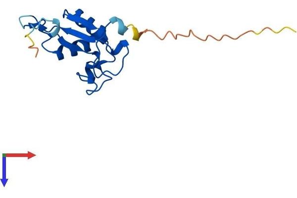 SRP19 Protein (AA 1-144) (His tag)