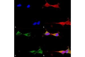 Immunocytochemistry/Immunofluorescence analysis using Mouse Anti-Ataxin 1 Monoclonal Antibody, Clone S65-37 (ABIN1741536). (Ataxin 1 Antikörper  (AA 746-761) (PerCP))
