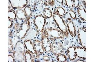 Immunohistochemical staining of paraffin-embedded prostate tissue using anti-APP mouse monoclonal antibody. (APP Antikörper)