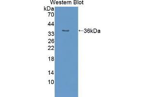 Western blot analysis of the recombinant protein. (PON2 Antikörper  (AA 4-289))