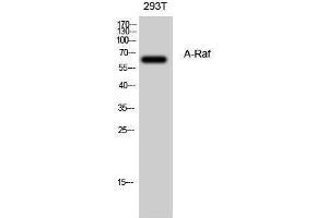 Western Blotting (WB) image for anti-V-Raf Murine Sarcoma 3611 Viral Oncogene Homolog (ARAF) (Internal Region) antibody (ABIN3173858) (ARAF Antikörper  (Internal Region))