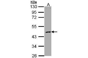 WB Image Sample (30 ug of whole cell lysate) A: Molt-4 , 10% SDS PAGE antibody diluted at 1:3000 (PROC Antikörper)