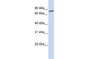 WB Suggested Anti-ACO2 Antibody Titration: 0. (ACO2 Antikörper  (N-Term))