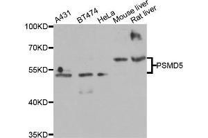 Western blot analysis of extracts of various cell lines, using PSMD5 antibody (ABIN5975452) at 1/2000 dilution. (PSMD5 Antikörper)