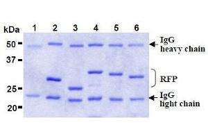 SDS-PAGE (SDS) image for anti-Red Fluorescent Protein (RFP) antibody (Agarose Beads) (ABIN1449297) (RFP Antikörper  (Agarose Beads))