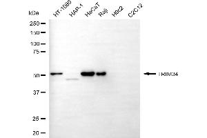Western blotting analysis using TRIM34 antibody (ABIN7800632). (TRIM34 Antikörper)
