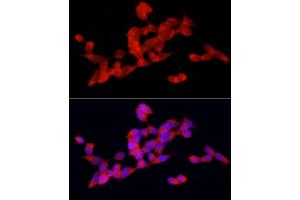 Immunofluorescence (IF) image for anti-Docking Protein 4 (DOK4) (AA 240-326) antibody (ABIN3020722)