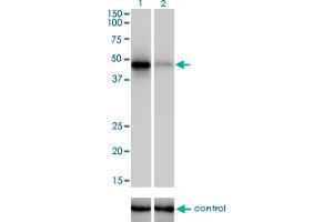 Western blot analysis of RBM9 over-expressed 293 cell line, cotransfected with RBM9 Validated Chimera RNAi (Lane 2) or non-transfected control (Lane 1).