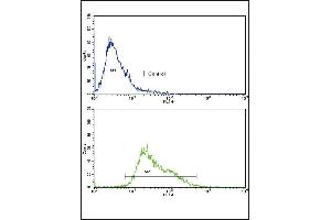 Flow cytometric analysis of CEM cells using HR2 Antibody (C-term)(bottom histogr) compared to a negative control cell (top histogr).