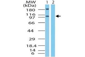XPO4 antibody  (AA 850-950)