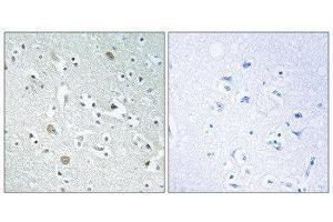 Immunohistochemistry (IHC) image for anti-Phospholipase A1 Member A (PLA1A) (C-Term) antibody (ABIN1851814) (PLA1A Antikörper  (C-Term))