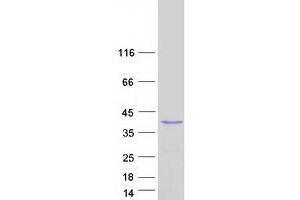 Validation with Western Blot (SMAD6 Protein (Transcript Variant 2) (Myc-DYKDDDDK Tag))