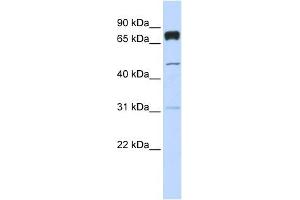 PLEKHA4 antibody used at 1 ug/ml to detect target protein. (PLEKHA4 Antikörper  (Middle Region))