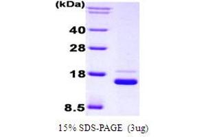 SDS-PAGE (SDS) image for Interferon Regulatory Factor 1 (IRF1) protein (His tag) (ABIN666692) (IRF1 Protein (His tag))