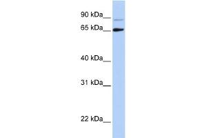 Host:  Rabbit  Target Name:  DGCR8  Sample Type:  Hela Cell lysates  Antibody Dilution:  1. (DGCR8 Antikörper  (N-Term))