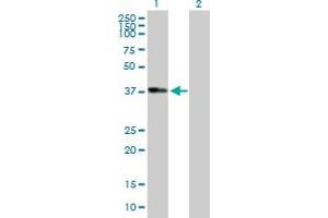 Western Blot analysis of ADH1B expression in transfected 293T cell line by ADH1B MaxPab polyclonal antibody. (ADH1B Antikörper  (AA 1-375))