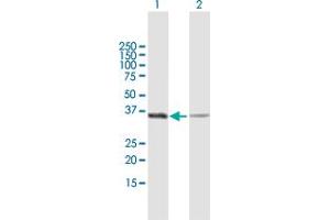 Western Blot analysis of GAPDH expression in transfected 293T cell line by GAPDH MaxPab polyclonal antibody. (GAPDH Antikörper  (AA 1-335))