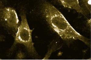 Immunofluorescence with the mouse anti- caveolin 1 antibody on human endothelial cells. (Caveolin-1 Antikörper  (AA 1-178))