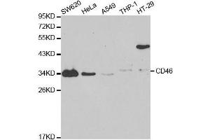Western blot analysis of extracts of various cell lines, using CD46 antibody. (CD46 Antikörper  (AA 40-320))