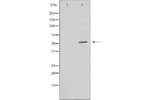 Western blot analysis of extracts from RAW264. (GABRg1 Antikörper  (N-Term))