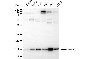 Western blotting analysis using COX5B antibody (ABIN7798248).