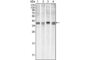 Western Blotting (WB) image for anti-Induced Myeloid Leukemia Cell Differentiation Protein Mcl-1 (MCL1) antibody (ABIN1108171) (MCL-1 Antikörper)