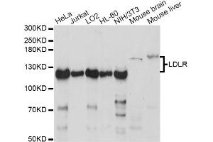 Western blot analysis of extracts of various cell lines, using LDLR antibody (ABIN6290562) at 1:1000 dilution.
