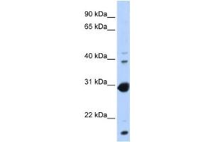 Western Blotting (WB) image for anti-Nuclear Receptor Subfamily 0, Group B, Member 2 (NR0B2) antibody (ABIN2458197) (NR0B2 Antikörper)