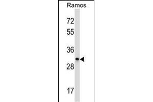 CD27 Antibody (C-term) (ABIN657662 and ABIN2846656) western blot analysis in Ramos cell line lysates (35 μg/lane). (CD27 Antikörper  (C-Term))