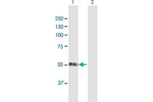 Western Blot analysis of SMAP1 expression in transfected 293T cell line by SMAP1 MaxPab polyclonal antibody.