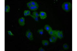 Immunofluorescence staining of HepG2 cells with ABIN7167795 at 1:200, counter-stained with DAPI.