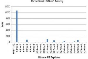 Recombinant H3K4me1 antibody specifically reacts to Histone H3 monomethylated at Lysine 4 (K4me1). (Rekombinanter Histone 3 Antikörper  (meLys4))