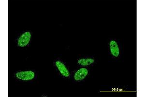Immunofluorescence (IF) image for anti-Prkr Interacting Protein 1 (IL11 Inducible) (PRKRIP1) (AA 1-184) antibody (ABIN566371)