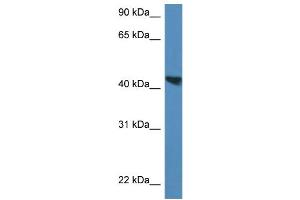WB Suggested Anti-Meis3 Antibody   Titration: 1. (MEIS3 Antikörper  (C-Term))