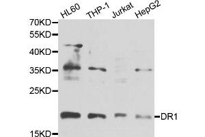 Western blot analysis of extracts of various cell lines, using DR1 antibody (ABIN5975441) at 1/1000 dilution. (DR1 Antikörper)