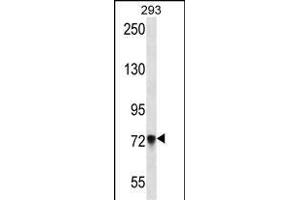 PCDHB5 Antibody (Center) (ABIN657154 and ABIN2846288) western blot analysis in 293 cell line lysates (35 μg/lane). (PCDHb5 Antikörper  (AA 278-307))