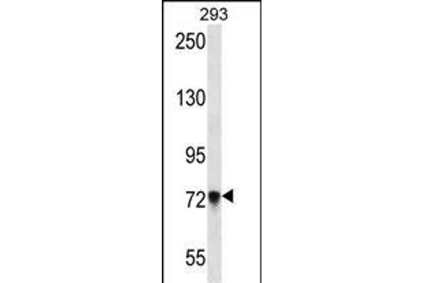 PCDHb5 Antikörper  (AA 278-307)