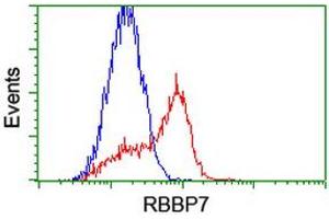 HEK293T cells transfected with either RC217969 overexpress plasmid (Red) or empty vector control plasmid (Blue) were immunostained by anti-RBBP7 antibody (ABIN2455168), and then analyzed by flow cytometry. (RBBP7 Antikörper)