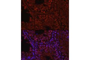 Immunofluorescence analysis of mouse testis using C1orf146 Rabbit pAb (ABIN7266368) at dilution of 1:100 (40x lens). (C1ORF146 Antikörper)