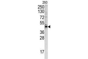 Western blot analysis of WNT4 antibody (C-term) in 293 cell line lysates (35ug/lane). (WNT4 Antikörper  (C-Term))