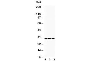 Western blot testing of ATF1 antibody and Lane 1:  rat spleen (AFT1 Antikörper  (AA 1-271))