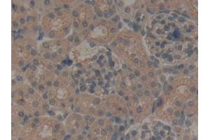 DAB staining on IHC-P; Samples: Rat Kidney Tissue (NPS Antikörper  (AA 26-89))