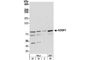 Western Blotting (WB) image for anti-Nuclear Cap Binding Protein Subunit 1, 80kDa (NCBP1) (AA 482-532) antibody (ABIN7454786)